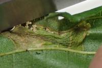 Phyllonorycter klemannella