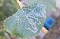 Phyllocnistis unipunctella