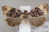 Hedya ochroleucana