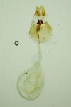 Hedya ochroleucana