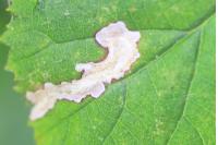 Coptotriche marginea