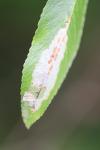 Phyllonorycter leucographella