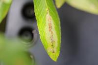Phyllonorycter leucographella