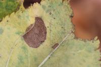 Leucoptera malifoliella