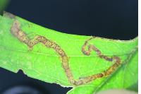 Stigmella oxyacanthella