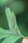 Stigmella oxyacanthella