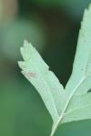 Stigmella oxyacanthella