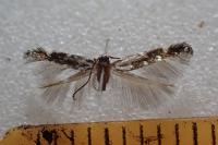 Eteobalea anonymella