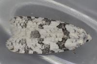 Eana penziana