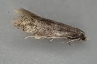 Elachista canapennella