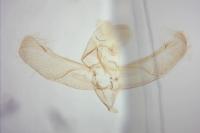 Elachista canapennella