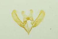 Elachista canapennella