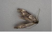 Elachista atricomella