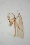 Elachista
