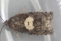 Epiblema sticticana
