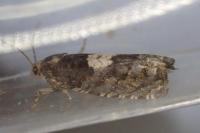 Epiblema sticticana