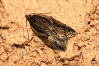Acleris umbrana