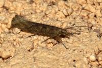 Plutella xylostella