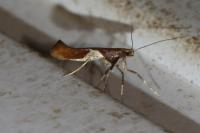 Caloptilia stigmatella