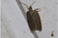 Acleris sparsana