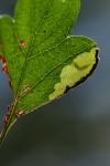 Stigmella regiella