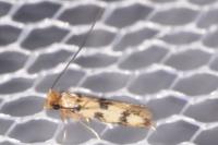 Proterospastis merdella