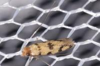 Proterospastis merdella