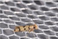 Proterospastis merdella