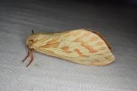 Hepialus humuli