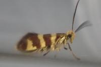 Micropterix allionella
