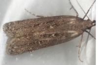 Neofaculta ericetella