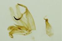 Neofaculta ericetella