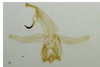 Neofaculta ericetella