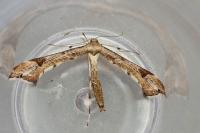 Platyptilia gonodactyla