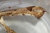 Platyptilia gonodactyla