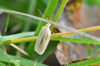 Agonopterix pallorella