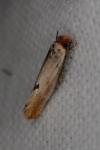 Tinea semifulvella