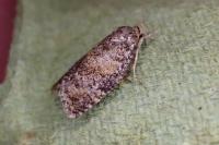 Ptycholomoides aeriferanus