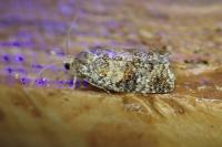 Ptycholomoides aeriferanus