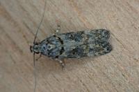 Teleiopsis diffinis