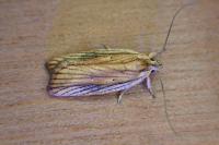 Agonopterix umbellana
