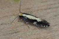 Monopis obviella