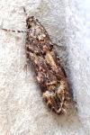 Teleiopsis bagriotella