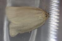 Zelotherses unitana