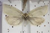 Zelotherses unitana