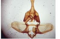 Zelotherses unitana