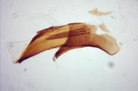 Zelotherses unitana