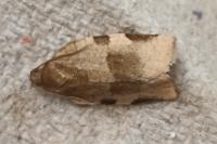 Choristoneura hebenstreitella