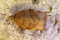 Pandemis cerasana