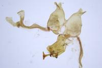 Scythris grandipennis